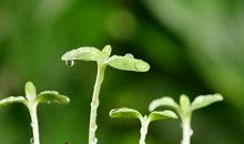 写春天景色的作文