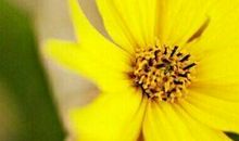 泰戈尔金色花的读后感