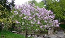 描写丁香树的作文