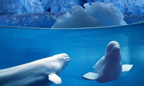 关于白鲸的组成