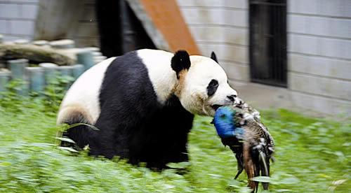 描述大熊猫的成分