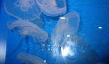 《水母和小牧鱼》读后感