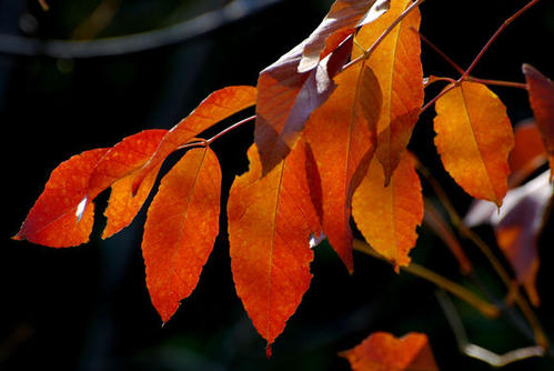 秋天的叶子组成