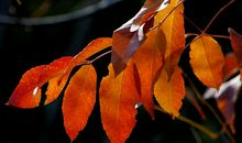 秋天的树叶作文