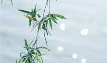 林清玄清欢读后感