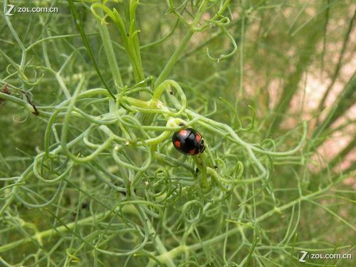 看完蜜蜂和蚂蚁