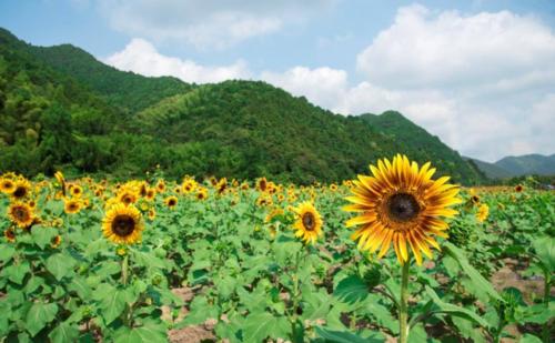 美丽的向日葵组成