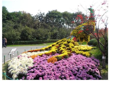 兴国公园菊花展览的组成