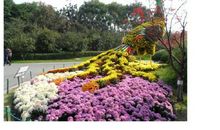 兴国公园菊花展作文