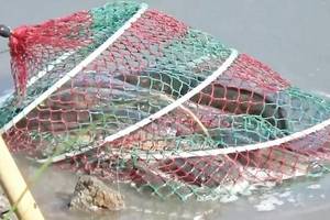 中学生钓鱼作文