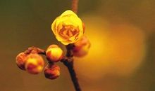 草木的理想国读后感