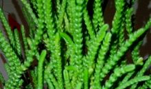 描写珊瑚的作文