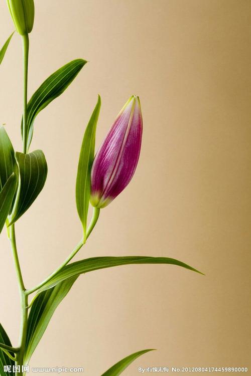 朗读者蒋文立林庆轩《百合花》