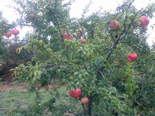 描述石榴树的成分