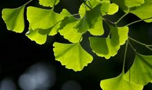 描写银杏树叶的作文