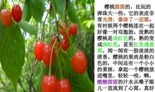 描写樱桃花的作文