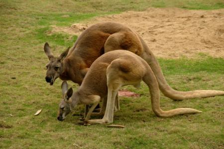 人和动物接触组成