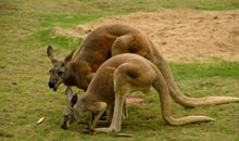 人与动物的感人作文