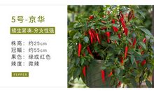 植物会说话的读后感