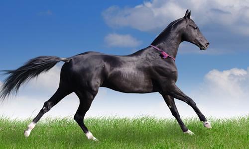 关于马的组成
