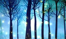 迷人的夏夜作文