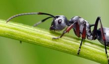 蚂蚁给我的启示