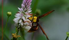 一只马蜂读后感