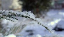 冬天的早晨作文600字