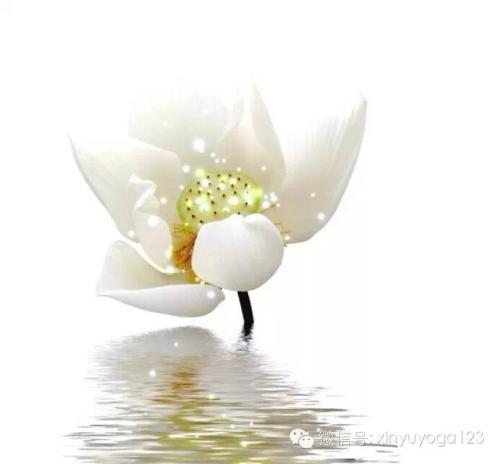 经典语录：无论世界有多大，它都不能比心脏大