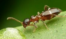 蚂蚁团结的启示