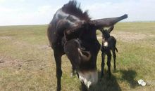 两头不停奔跑的驴