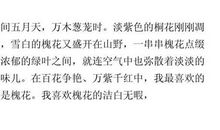 描写槐花的作文