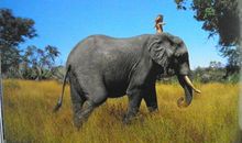 《我的野生动物朋友》读后感