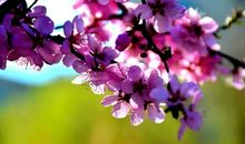 抽打心中的樱桃花读后感