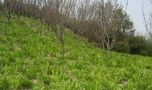 清明节踏青的作文