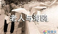 海鸥和少年读后感
