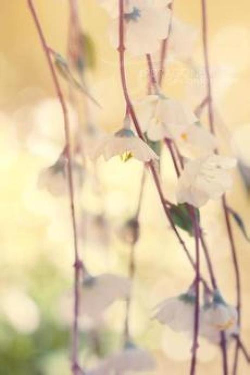 经典语录：生命如夏花之绚烂，死亡如秋叶之静美。