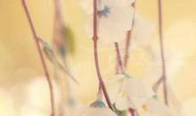 经典语录：生如夏花之绚烂，死如秋叶之静美