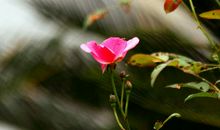 蔷薇几度花读后感