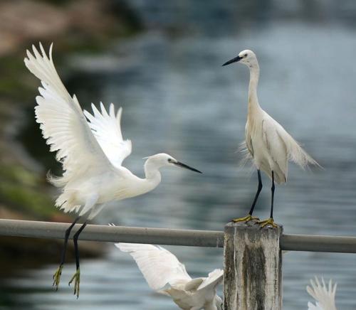 关于白鹭的想法