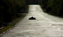 各自的朝圣路读后感