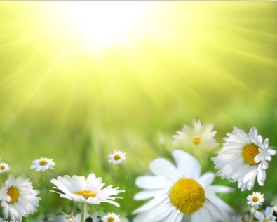 看完之后的完美花朵