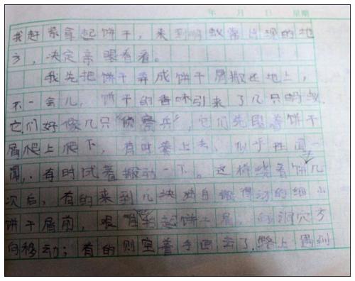 蚂蚁动食组成150字