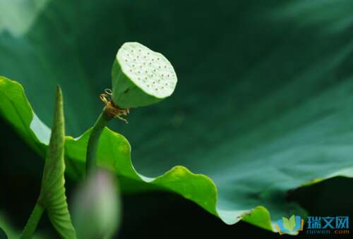 关于初夏的组成