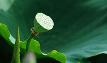 关于初夏的作文