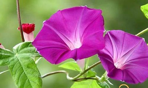 牵牛花组成