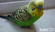 虎皮鹦鹉的作文