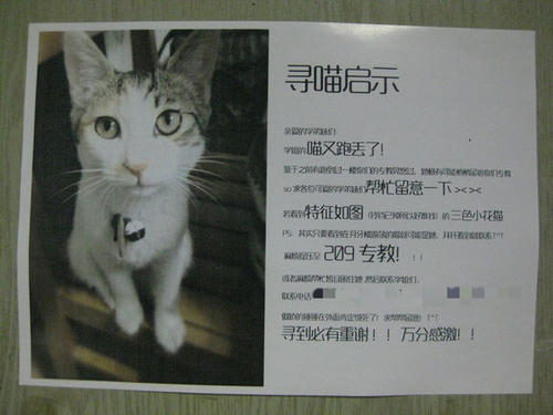 猫的启蒙作文350字