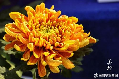 美丽的菊花组成