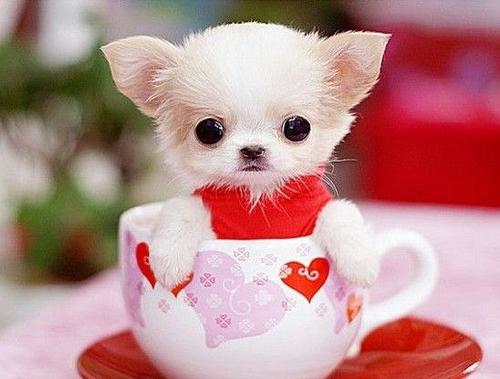 关于茶杯狗的组成